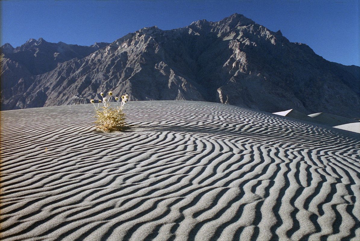 19 Silvery Grey Sand Dunes Near Skardu